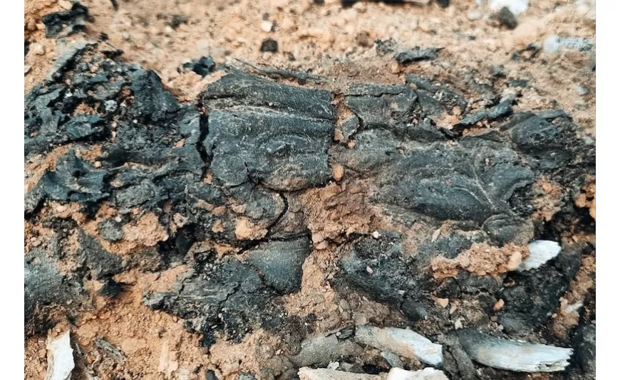 Tavşanlı Höyük'te 3700 yıllık beyin ve deri kalıntıları bulundu